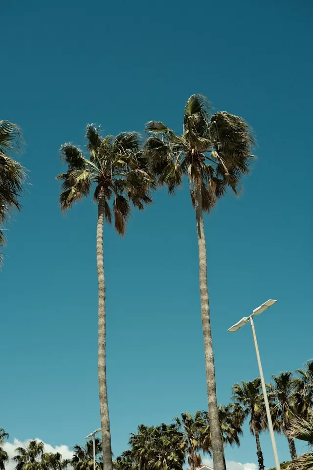 Palm trees in Anaheim