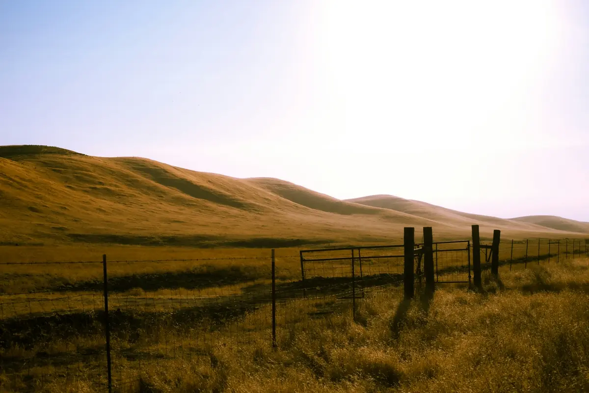 Oil pumps and rigs outside Bakersfield