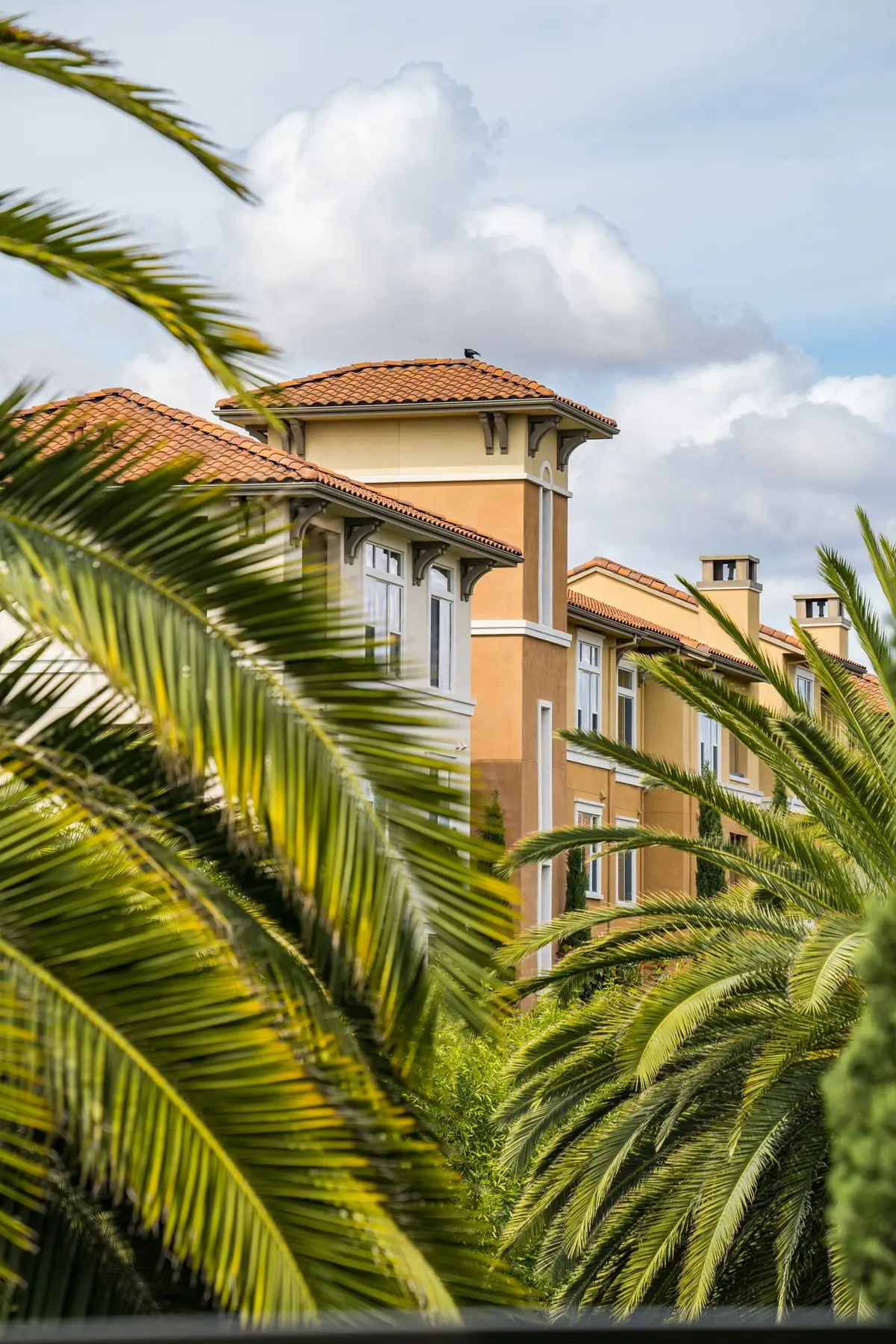 A building in San Jose obscured by a palm tree