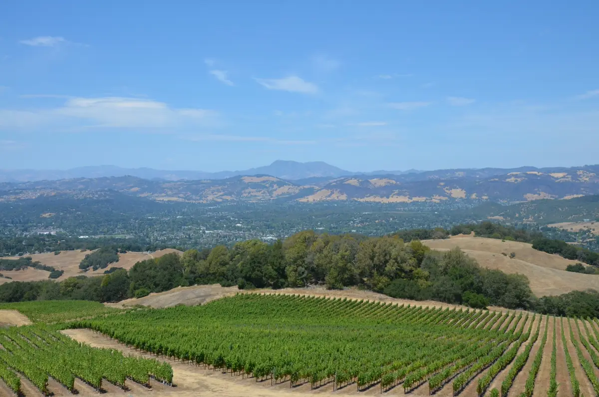 Vineyards near Santa Rosa at golden hour